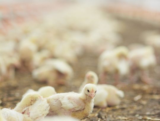 Czy przedsiębiorstwo zwiększy skalę swojej działalności? O wydanie decyzji o środowiskowych uwarunkowaniach, która pozwoliłaby na rozbudowę gospodarstwa, właściciel wystąpił do gminy pod koniec września. Postępowanie administracyjne w tej sprawie wszczęto bezzwłocznie.