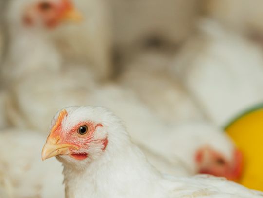 Kolejne informacje sprawie planowanej fermy drobiu w Łowczy w gminie Sawin. Samorządowe Kolegium Odwoławcze w Chełmie stwierdziło nieważność decyzji środowiskowej wydanej wcześniej przez wójt Agnieszkę Dąbrowską. Nowe obiekty, według przedstawionych założeń, miałaby pomieścić ponad 620 tys. kurcząt.