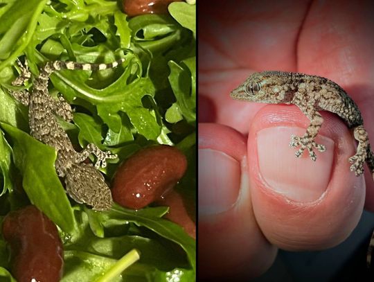 Gekon zamieszkał w rukoli. Omal nie trafił do sałatki pani Karoliny z gminy Siedliszcze