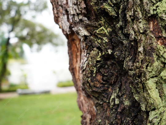 Zupełnie niedawno informowaliśmy o tym, że władze wszczęły postępowanie przetargowe w związku z potrzebą wyłonienia podmiotu, który podejmie się urządzenia na nowo rekreacyjnej przestrzeni w siedliskim parku. Obecnie wiemy już, ile podmiotów stanęło w szranki i jakie kwoty zaproponowały.