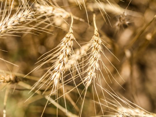 Producenci rolni, którzy swoją działalność prowadzą na terenie gminy Siedliszcze, powinni być ukontentowani. Radni zdecydowali o tym, aby średnią cenę skupu żyta pozostawić na poziomie z ubiegłego roku.
