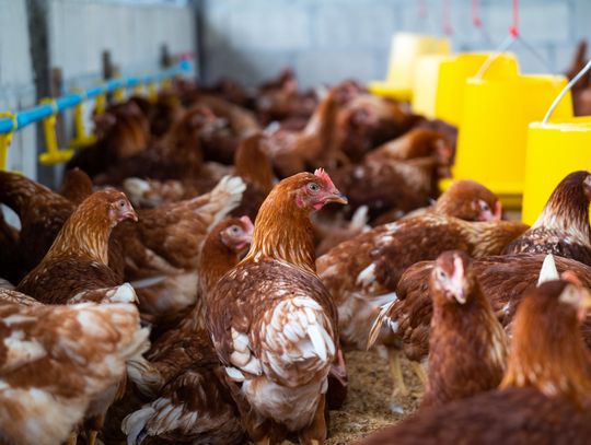 Od kilku tygodni gmina jest miejscem gorącej debaty dotyczącej planowanej budowy wielkotowarowej fermy drobiu w miejscowości Nowy Brus.