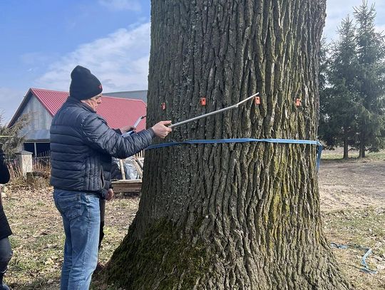 Gm. Włodawa. Dąb zasłużył na status pomnika? Wójt zapyta mieszkańców