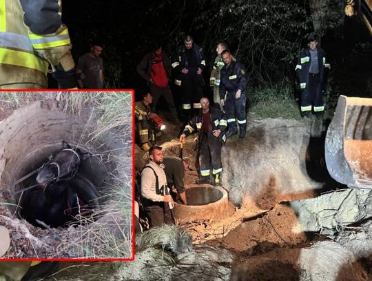Gm. Włodawa. Koń wpadł do studni. Akcja ratunkowa strażaków trwała ponad 8 godzin!