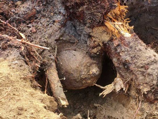 Gm. Włodawa. Niemal metrowa bomba z czasów wojny znaleziona między korzeniami drzewa