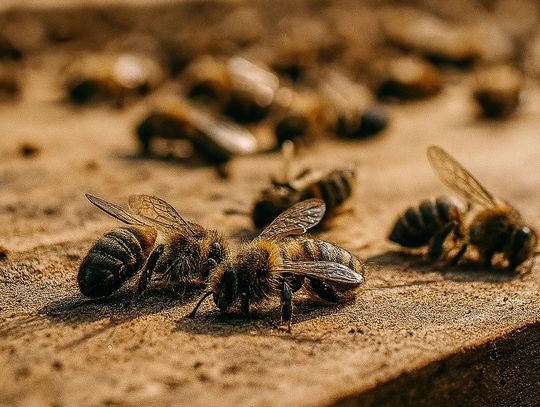 Gm. Włodawa. Podejrzenie zgnilca amerykańskiego pszczół. Wyznaczono obszar zapowietrzony