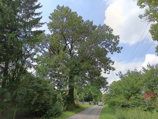 Gm. Wojsławice. „Ochrzcili” jesion, który będzie pomnikiem