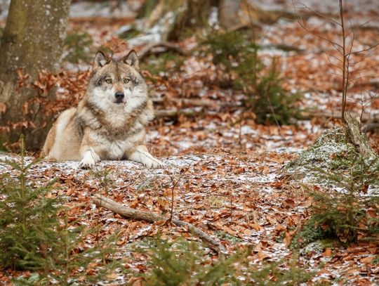 Gm. Wojsławice. Wilki znowu dały o sobie znać. Czy mieszkańcy mają się czego obawiać? Na społecznościowym profilu urzędu gminy opublikowano komunikat informujący o tym, że na terenie gminy widziane były znowu wilki. Zwierzęta, jak informują urzędnicy, miały zagryźć kilka psów oraz zbliżać się do gospodarskich zabudowań.