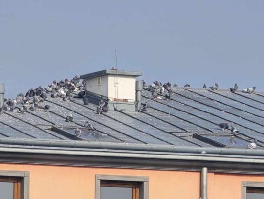 Na problem gołębi, które po zakończonym remoncie straciły swoje miejsce bytowania na poddaszu cerkwi, zwrócił nam uwagę mieszkaniec gminy, pan Władysław – Widać wyraźnie, że obecnie ptaki nie mają co ze sobą zrobić. Krążą najczęściej nad rynkiem. Tutaj, w Wojsławicach.