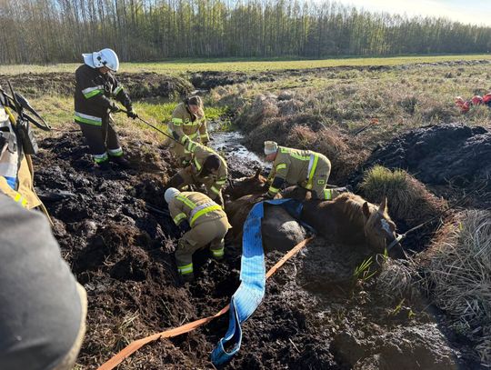Gm. Wola Uhruska. Konie uwięzione w bagnie. Wielka mobilizacja służb i mieszkańców [ZDJĘCIA]