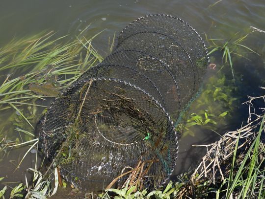 Gm. Wyryki. 66-latek wpadł na gorącym uczynku. Miał przy sobie ryby i więcierze