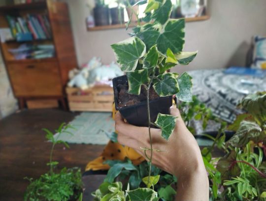 Gm. Żmudź. Bądź bardziej „eko”. Nie kupuj – wymieniaj rośliny