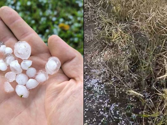 Gm. Żmudź. Grad wymłócił uprawy. Część rolników pożegnała się już z plonami [ZDJĘCIA + FILM]