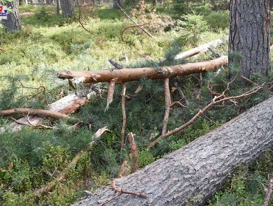 Gm. Żółkiewka. Śmiertelny wypadek podczas wycinki drzew.