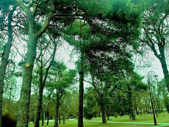 Gniewomir Zajączkowski opowie o chasydach i cmentarzach