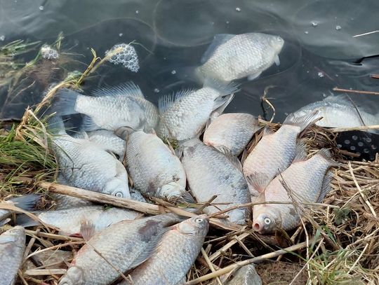 Gorzków. Tysiące martwych ryb. Ucierpiał tylko jeden gatunek [ZDJĘCIA+WIDEO]