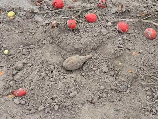 Granat między pomidorami. Niebezpieczne znalezisko na polu w Krzywowierzbie