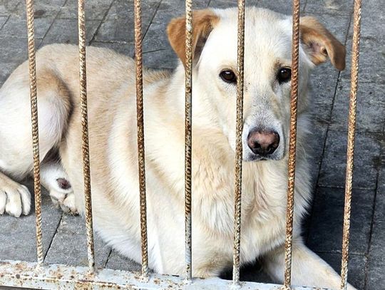 Chełm. Gucio potrzebuje naszej pomocy – jego los jest w naszych rękach!