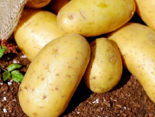 Horodysko zaprasza na pieczone ziemniaki