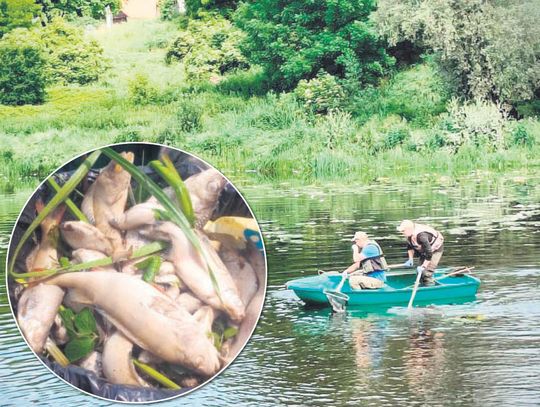 Ponad tona martwych ryb. Kto zatruł Huczwę i Białkę?