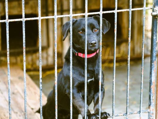 Każdy z tych psów ma za sobą historię porzucenia, a przed sobą tylko jedno marzenie – żeby ktoś w końcu zabrał go do domu.