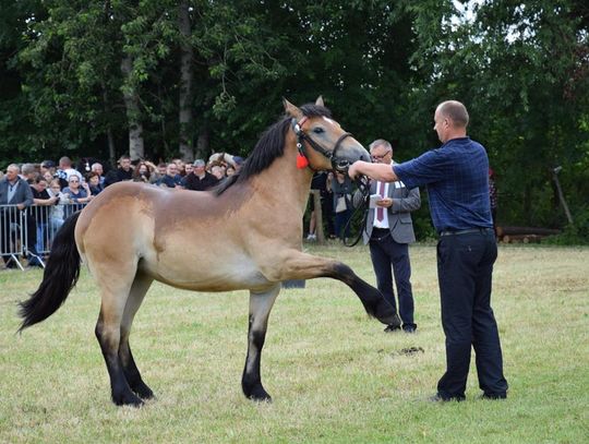 Znamy laureatów przeglądu hodowlanego koni w Żalinie-Kolonii