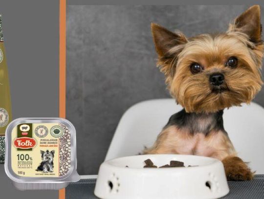 Jak karmić małego psa: Praktyczny poradnik dla opiekunów