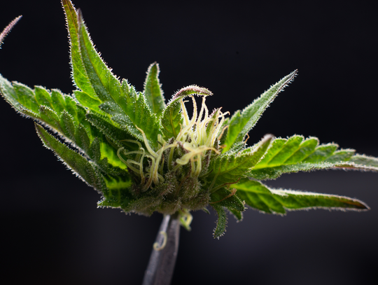 Jak medyczna marihuana łagodzi ból?