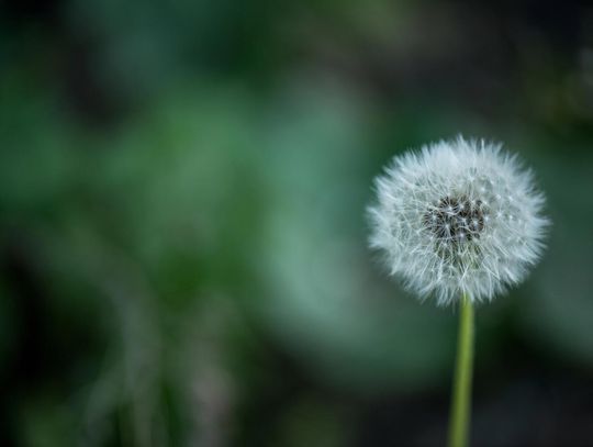 Jakie zastosowania ma mniszek lekarski?