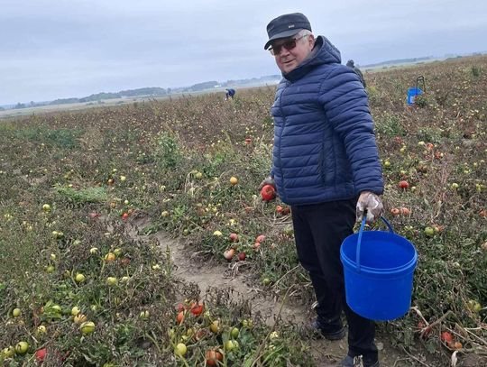 Jedźcie na pomidory! Rolnicy oddają je za datek na remont kościoła w Dubie [ZDJĘCIA]