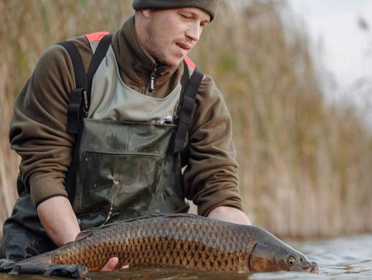 Karp w odwrocie? Zastępują go inne ryby. Co dziś lubią Polacy?