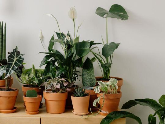 Kiermasz Roślin w Galerii Chełm!