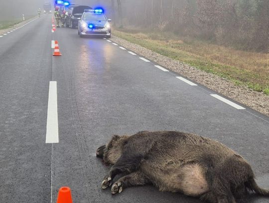 Dzik tego nie przeżył. Zderzenie na drodze wojewódzkiej 815