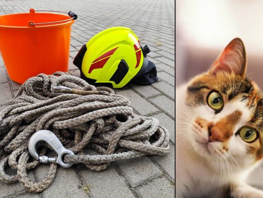 Kot uratowany przez strażaków. Pomogły… smakołyki!