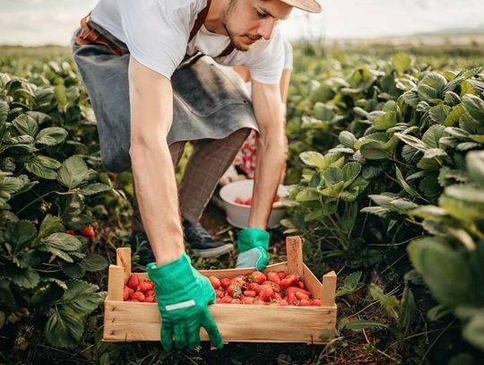 Kraj. Tego jeszcze nie było! Złodzieje kradną truskawki prosto z pola