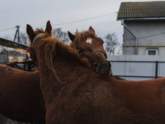 Krasnystaw. Konie na gigancie. Klacz zabrała źrebaka na spacer ulicami miasta
