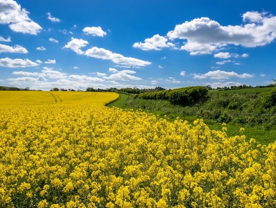 Kraszczady - chwytliwa koncepcja promocyjna czy szansa na rozwój turystyczny powiatu krasnostawskiego?