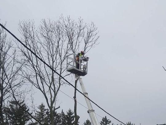 Wycinka jesionu przy ul. Wiejskiej w Chełmie. Drzewo jest przedmiotem zawiadomienia o podejrzeniu popełnienia przestępstwa.