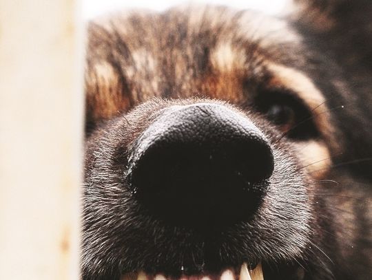 Kudłate bestie rozszarpują króliki