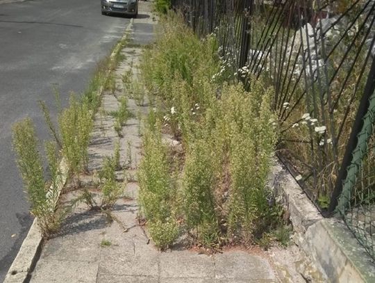 Łąki kwietne na chodnikach