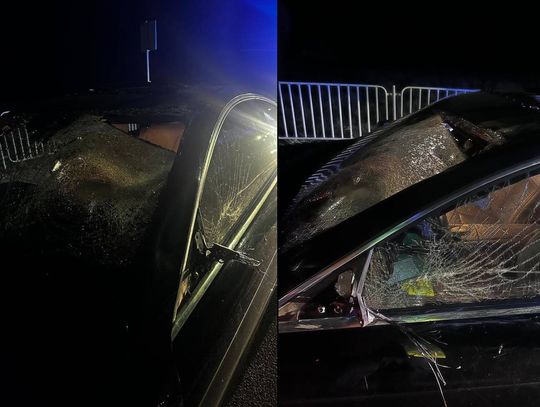 Łopiennik Górny. Wybiegł przed maskę mercedesa i zginął