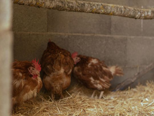 Lubelskie w reżimie sanitarnym. Wykryto ognisko rzekomego pomoru drobiu