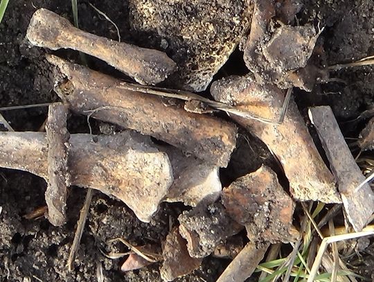 Ludzkie kości wstrzymały budowę 