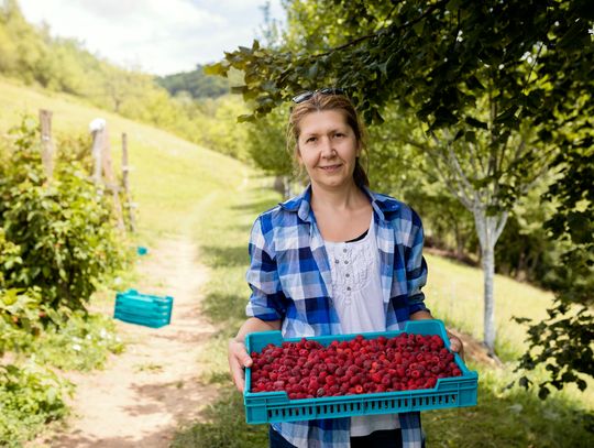 Maliny pod kontrolą. Inspektorzy sprawdzą, kto i jak ustala cenę