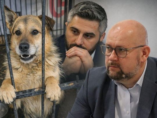 Miasto Chełm nie przekaże schroniska MPGK. Emocje wokół placówki wciąż nie opadają