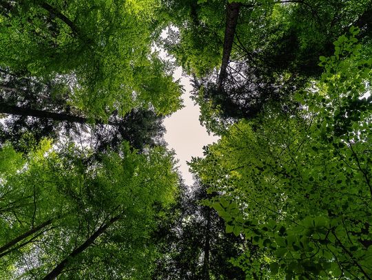 Dramatyczne chwile w lesie. Pomoc przyszła na czas. Znaleźli go rannego