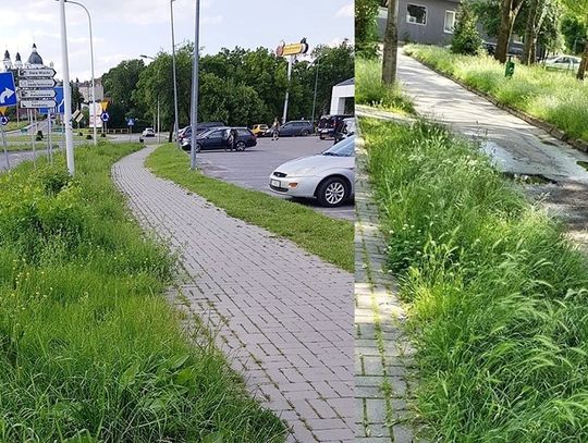 Mieszkańcy domagają się koszenia!