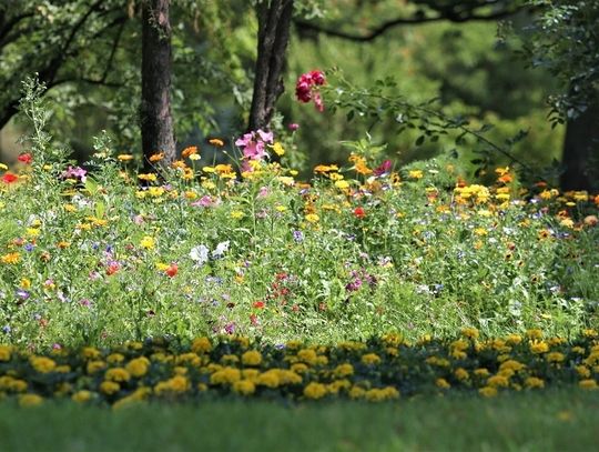 Mieszkańcy oceniają kwietne łąki