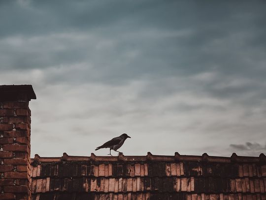 MPEC stawia na błękitny węgiel