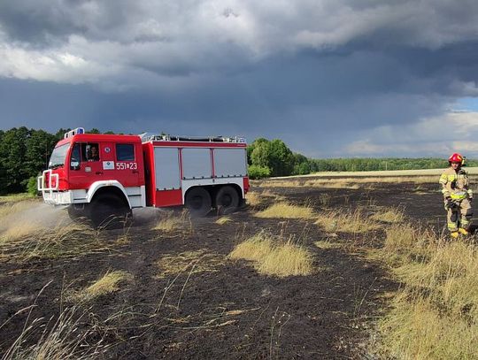 Pożar nieużytków w gminie Wola Uhruska. Spłonęły prawie dwa hektary [ZDJĘCIA]
